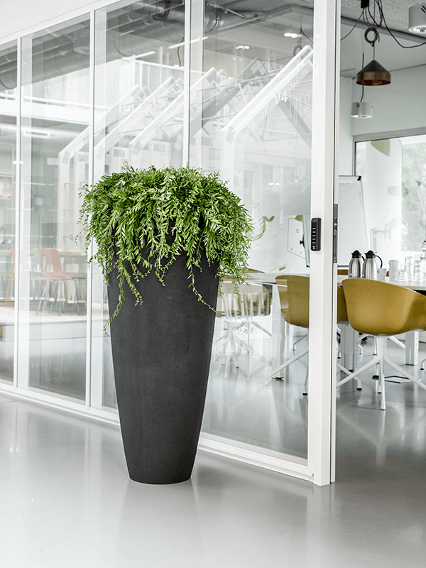 Ficus cyathistipula en Baq Polystone Plain main image 0